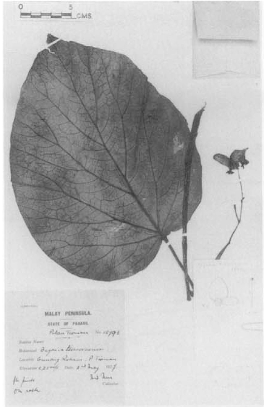 B. tiomanensis